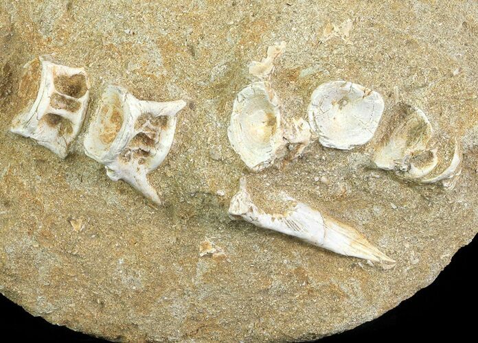 Cretaceous Fossil Fish Vertebrae Cluster In Rock - Morocco #66565
